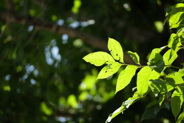 Plant green leaf in garden with bokeh background