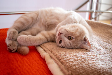 portrait of a small yellow cat  kitten