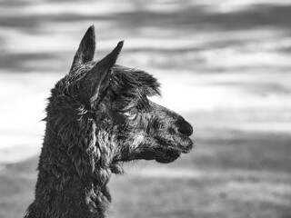 alpaca in portrait taken in black and white. Interested and cute mammals.