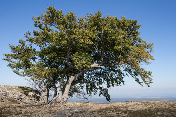Fototapeta premium Baum am Abgrund