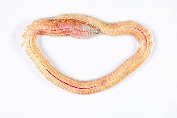 Sand Worm (Perinereis sp.) is the same species as sea worms (Polychaete), Living in a beach area with relatively shallow water levels for education in laboratory.