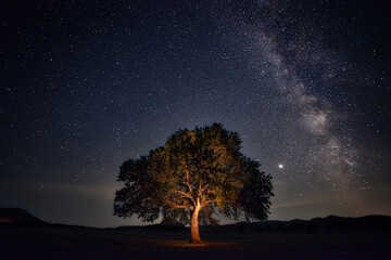 Lone oak tree in a large field shot at night with the Milky Way stars galaxy in the sky - obrazy, fototapety, plakaty