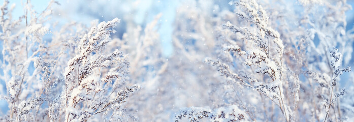 Frozen grass, gentle snowy natural background. beautiful winter landscape. cold frosty weather. winter season. new year, Christmas holiday. banner