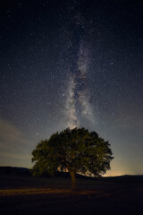 Lonely oak tree standing in the field at night with the Milky Way stars galaxy in the sky in the background