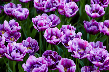 Beautiful tulip flowers blooming in a garden. Beauty tulip plant in the spring garden in rays of...