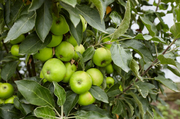 Ripe apples on a tree in a garden. Organic apples hanging from a tree branch in an apple orchard