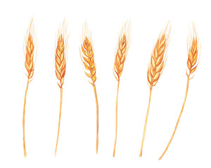 Wheat ear isolated on white background. Watercolor hand drawing illustration. Golden spike collection for design.