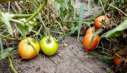 Tomato grows in the garden. Growing fresh vegetables at farm