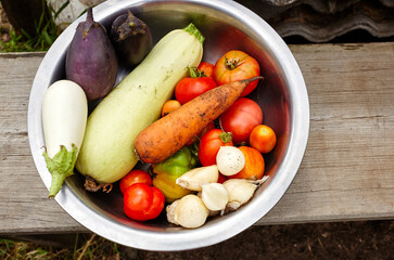 Fresh organic tomatoes, eggplant aubergine, carrot, garlic and zucchini in metal bowl. Seasonal vegetables picked from the garden, harvest time