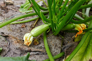 Zucchini grows in a greenhouse. Fresh organic courgette. Growing fresh vegetables at farm