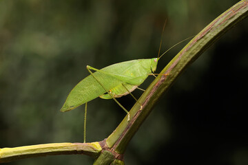 An adult long-legged grasshopper is foraging in the bushes. This insect has the scientific name Mecopoda nipponensis.  - obrazy, fototapety, plakaty