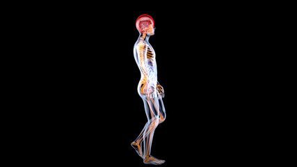 3D Anatomy concept of a Xray man
