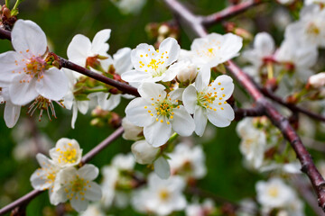 Spring blossom background, abstract floral border of green leaves and white flowers