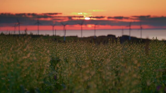 Wind turbines farm producing green energy in front of fire sky sunset