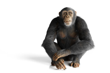 Chimpanzee monkey isolated on white - obrazy, fototapety, plakaty