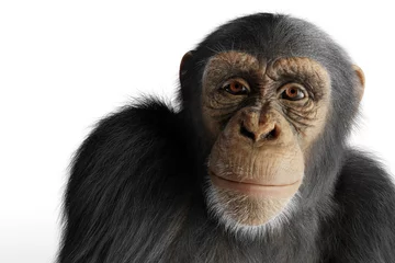  Chimpanzee monkey isolated on white © Photocreo Bednarek