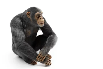 Foto op Canvas Chimpanzee monkey isolated on white © Photocreo Bednarek