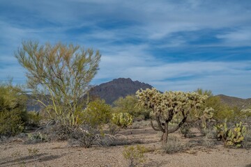 Fototapeta premium A beautiful overlooking view of nature in Tucson, Arizona