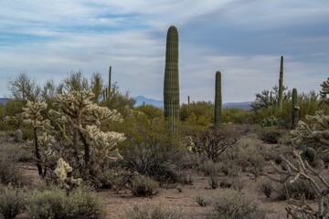 A long slender Saguaro Cactus in Saguaro National Park, Arizona