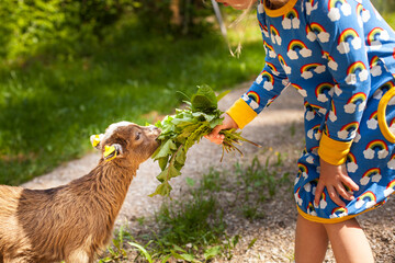 Kind füttert Ziege. Jungtier füttern am Bauernhof. Urlaub am Bauernhof. Child feeds goat. Feeding...