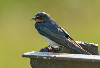Young barn swallows chick (hirundo rustica) posing in back light on lichen covered metal construction 