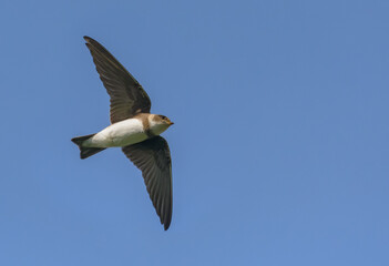 Sand martin (Riparia riparia) flying over rich blue sky with spreaded wings