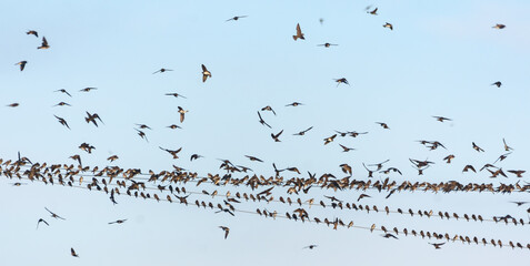 Big flock of swallows and Sand martins (Riparia riparia) sits on wires before autumn migration