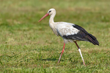 Obraz na płótnie Canvas Adult White stork (Ciconia ciconia) walks on mowed field in summer