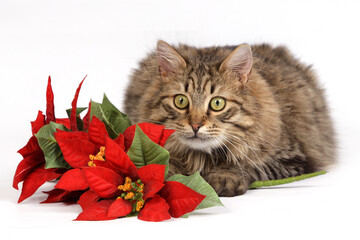 brown cat on a white background sits next to Poinsettia.