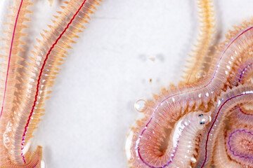 Sand Worm (Perinereis sp.) is the same species as sea worms (Polychaete), Living in a beach area with relatively shallow water levels for education in laboratory.