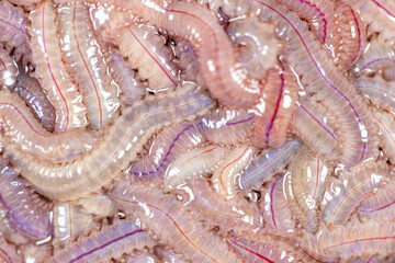 Sand Worm (Perinereis sp.) is the same species as sea worms (Polychaete), Living in a beach area with relatively shallow water levels for education in laboratory.