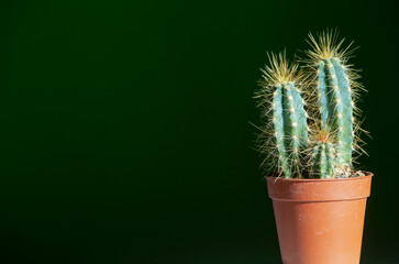 small plant of a cactus, pilosocereus pachycladus in a pot for indoor decoration. horizontal image,...