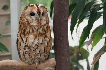 great horned owl