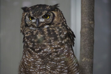 great horned owl on a branch