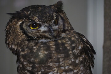 great horned owl