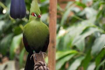 bird of paradise