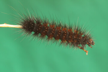 A caterpillar is foraging in a bush. 