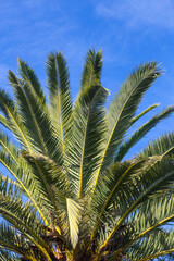 Fototapeta na wymiar leaves of a palm tree, Phoenix canariensiswith blue sky on a sunny day. Arecaceae. Liliopsida. vertical photograph