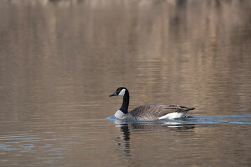 country goose swimming in the lake