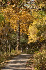 Naklejka premium path in autumn forest