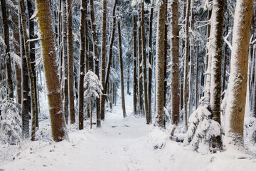 Landscape winter coniferous forest in the mountains. Trees covered with snowdrifts
