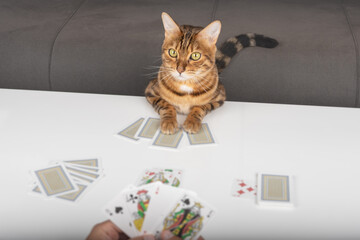 A domestic cat plays a card game with its owner.