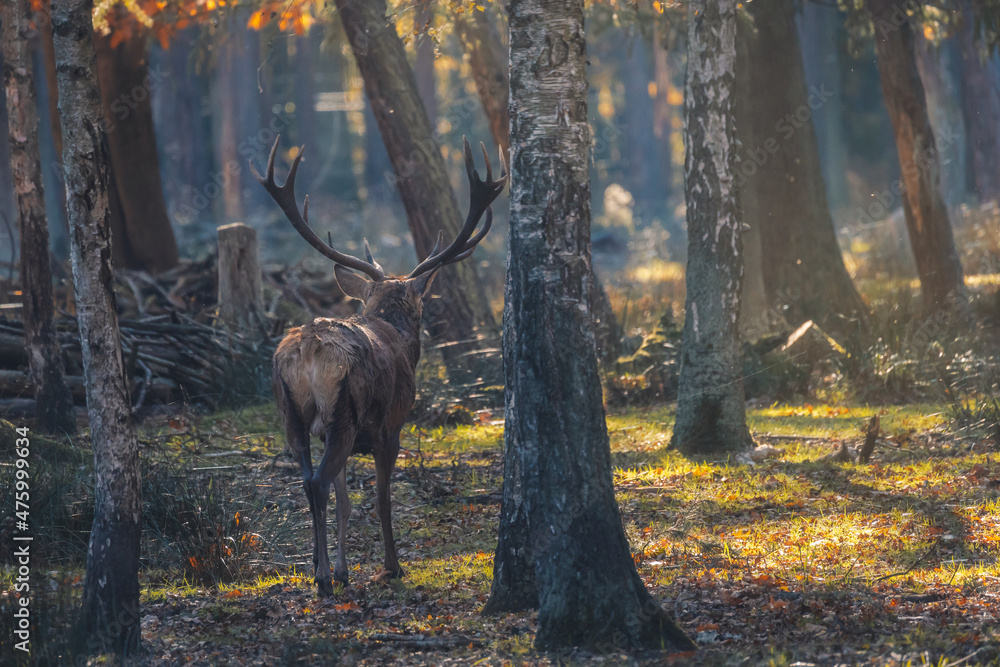 Poster scenic shot of a rothirsch, also known as the red deer, walking around in the wild forest