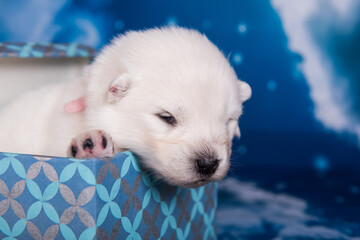 White fluffy small Samoyed puppy dog in a gift box