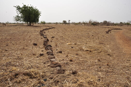 la technique des cordons  pieureux  pour lutter contre les changements climatique au Burkina faso