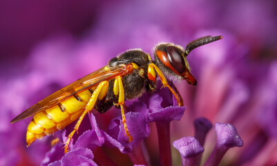 European beewolf (Philanthus triangulum)