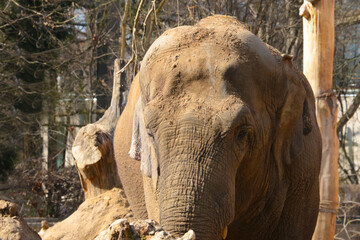 Close-up of an adult large elephant in the park.