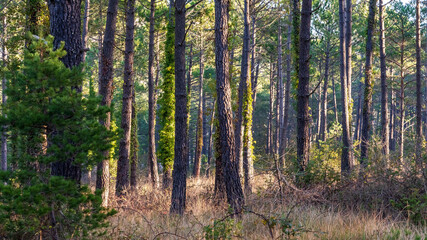 trees in the forest