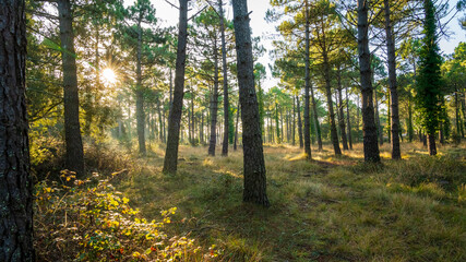 morning in the forest