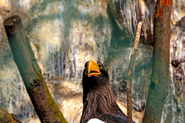 Close-up of an eagle that sits on a tree.
